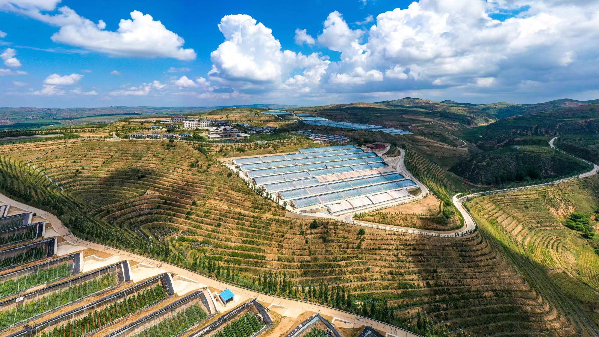 榆嶺窊村豐禾農(nóng)場的果蔬大棚。