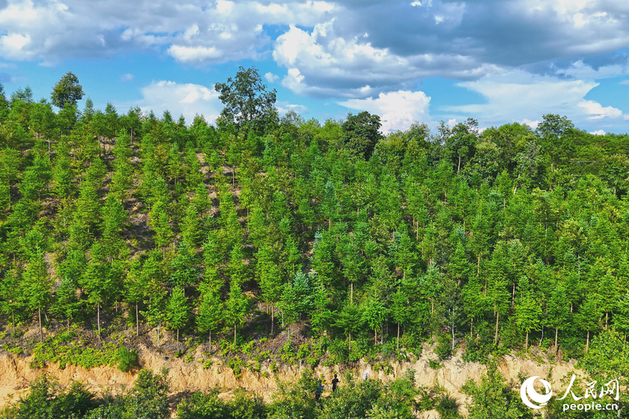 “一林三吃”的經(jīng)營模式豐富了林下經(jīng)濟(jì)的多樣性。人民網(wǎng) 李昌乾攝