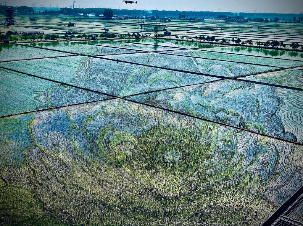 國色山河主題稻田畫。人民網(wǎng)記者 任妍攝