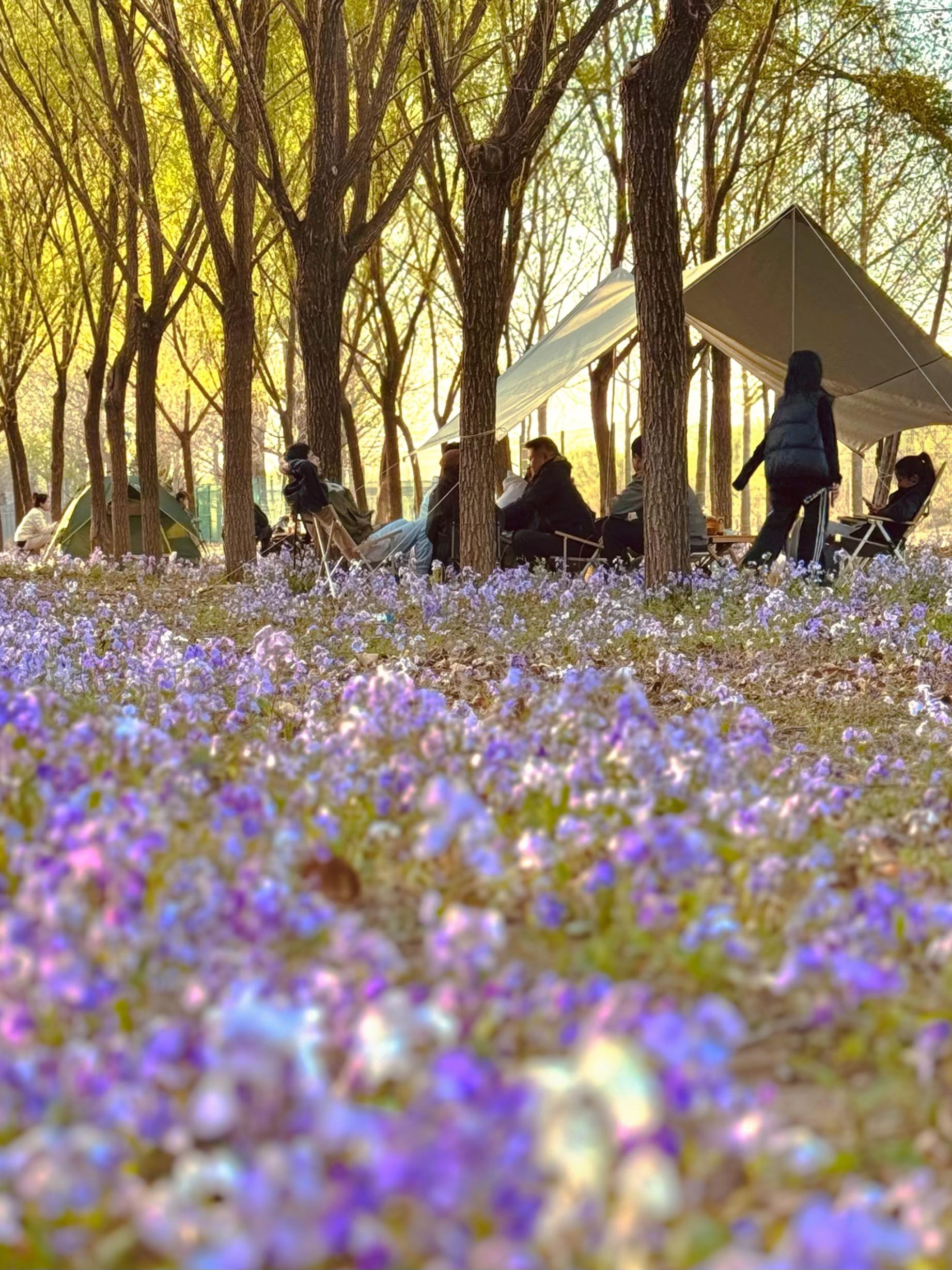 清明假期期間，范女士一家在北京溫榆河邊露營。受訪者供圖