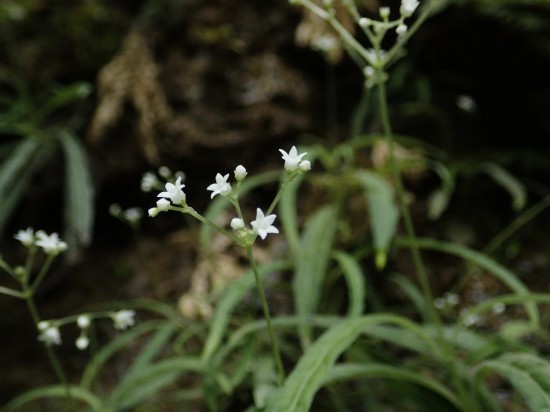 圖為線葉度量草。（廣西壯族自治區(qū)中醫(yī)藥研究院供圖）