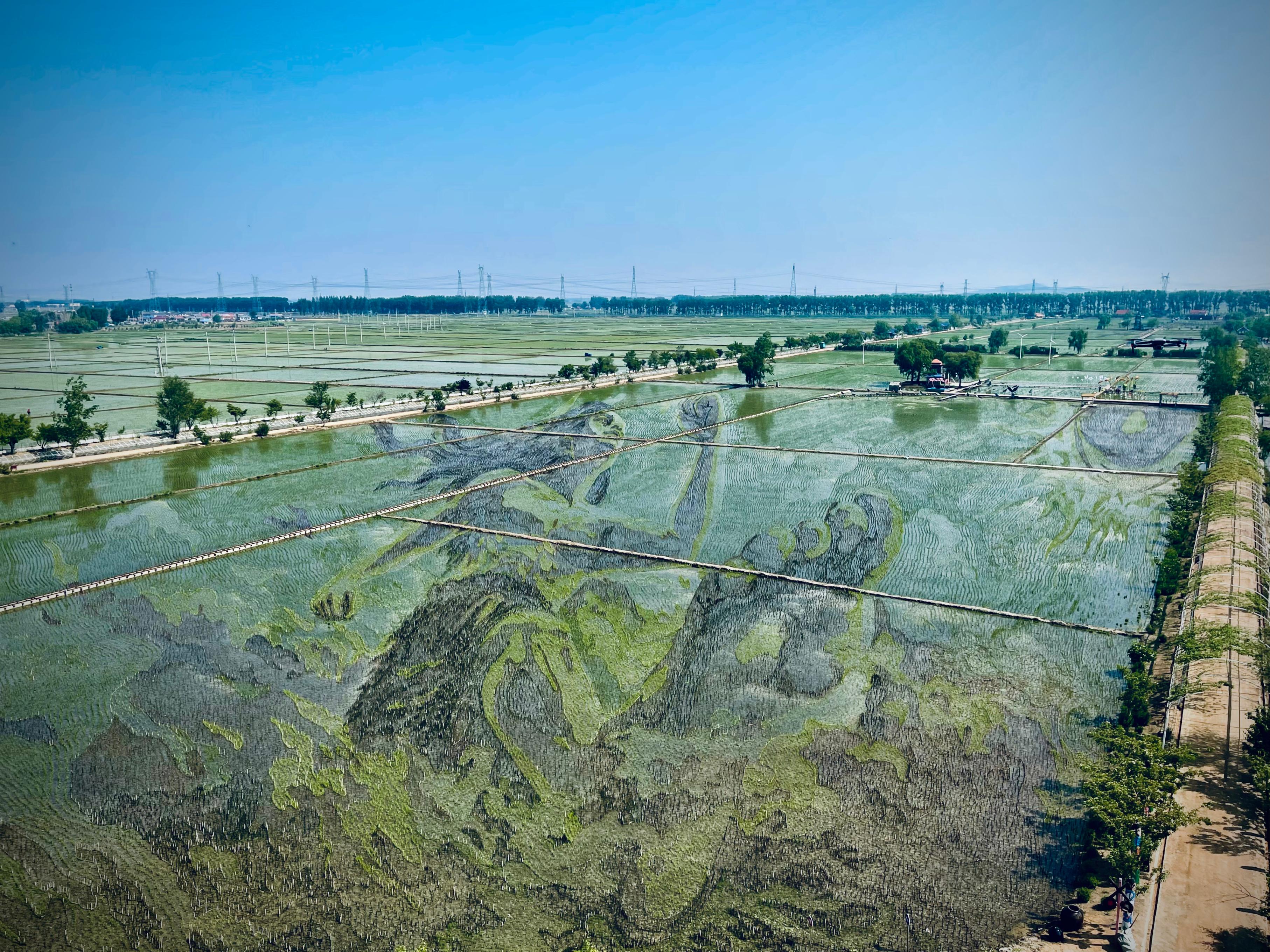 “歷史典故-夸父逐日”稻田畫。人民網(wǎng)記者 任妍攝