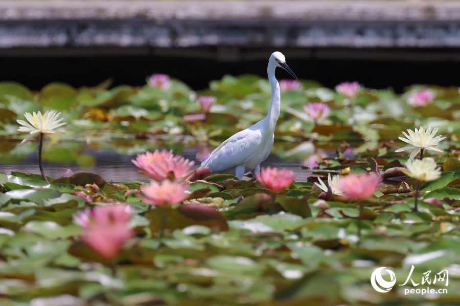 白鷺在睡蓮盛開的池塘中流連。人民網(wǎng)記者 陳博攝