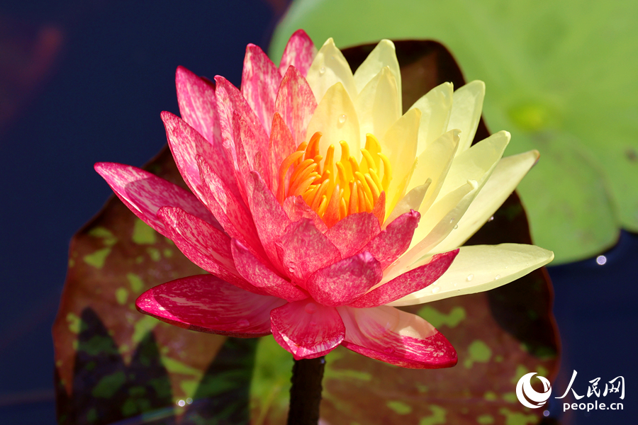廈門海灣公園中，雙色睡蓮嬌艷欲滴。人民網(wǎng)記者 陳博攝