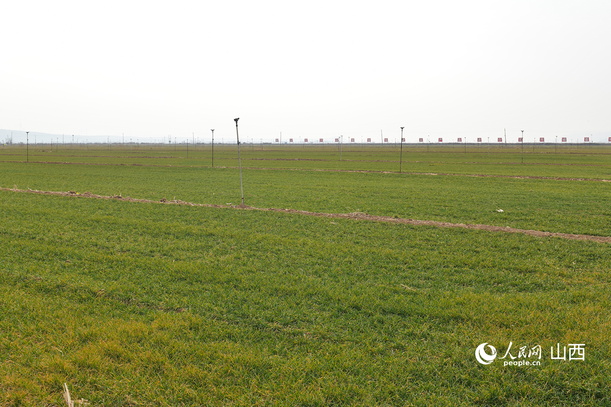 山西省運(yùn)城市芮城縣返青的冬小麥。人民網(wǎng)記者 焦搏文攝