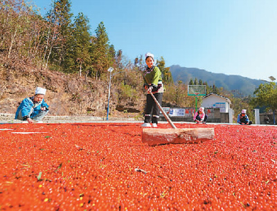 貴州省黔東南苗族侗族自治州榕江縣依托豐富的森林資源,大力發(fā)展林下草珊瑚中藥材種植等林下經(jīng)濟(jì),實(shí)現(xiàn)農(nóng)民增收、林業(yè)增效。圖為榕江縣興華水族鄉(xiāng)星月村草珊瑚種植基地內(nèi),村民在采收、晾曬草珊瑚果。 周光勝攝(人民視覺)